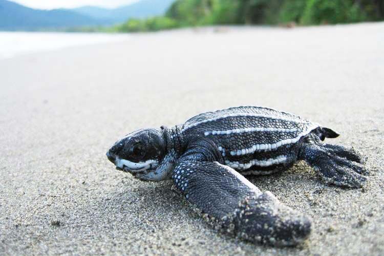 Leatherback turtle hatchling on beach